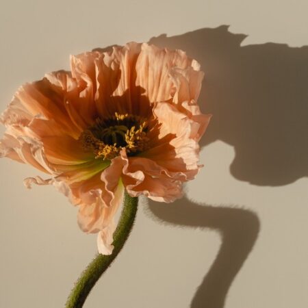 Projekt bez nazwy (1) Projekt bez nazwy (1)